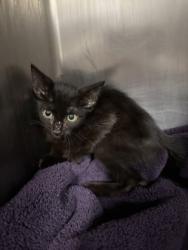 Shelter Stray Female Cat last seen Near E Palm Valley Boulevard, City of Round Rock, TX, 1855 SE Inner Loop, Georgetown, TX 78626, USA