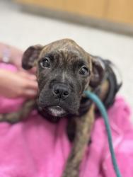Shelter Stray Female Dog last seen Near Radecke Ave Apt. K, 21206, MD, 301 Stockholm St, Baltimore, MD 21230, USA