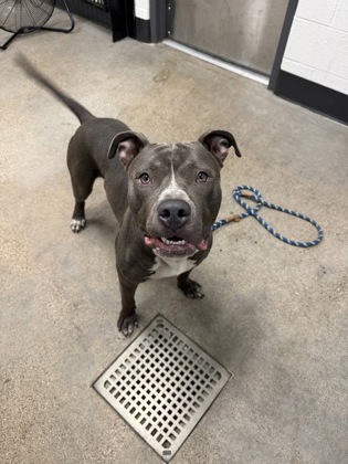Shelter Stray Male Dog last seen Near E 102, 4th District,, 9203 Detroit Ave, Cleveland, OH 44102, USA