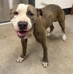 Shelter Stray Male Dog last seen Near Dove, 4th District,, 9203 Detroit Ave, Cleveland, OH 44102, USA