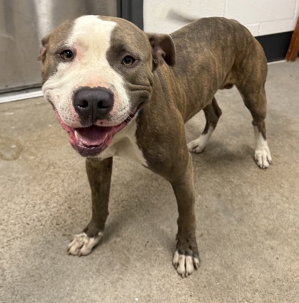 Shelter Stray Male Dog last seen Near Dove, 4th District,, 9203 Detroit Ave, Cleveland, OH 44102, USA