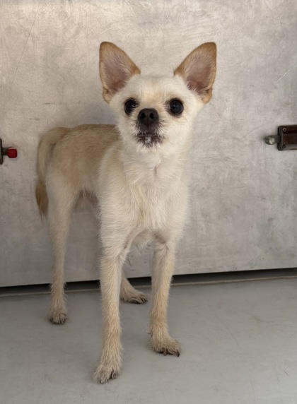 Shelter Stray Male Dog last seen Near Woodland, 4th District,, 9203 Detroit Ave, Cleveland, OH 44102, USA
