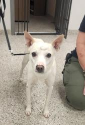 Shelter Stray Male Dog last seen Near Trayton Ave, Gastonia, NC, 1491 Business Park Ct, Gastonia, NC 28052, USA