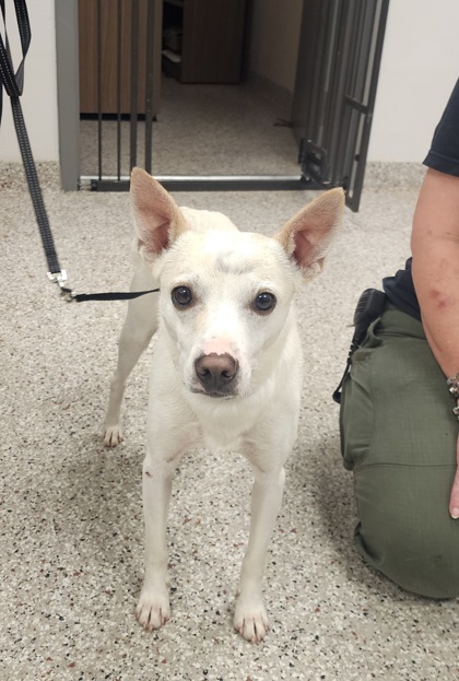 Shelter Stray Male Dog last seen Near Trayton Ave, Gastonia, NC, 1491 Business Park Ct, Gastonia, NC 28052, USA