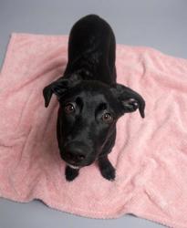 Shelter Stray Female Dog last seen Near Hanover Place, CITY, SC, 150 Dexter Rd, Spartanburg, SC 29303, USA