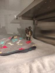 Shelter Stray Female Cat last seen Family Dollar on 321, County/Unicorporated, NC, 1491 Business Park Ct, Gastonia, NC 28052, USA