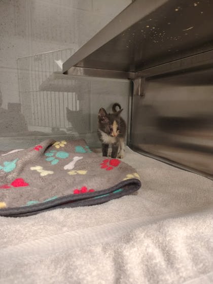 Shelter Stray Female Cat last seen Family Dollar on 321, County/Unicorporated, NC, 1491 Business Park Ct, Gastonia, NC 28052, USA