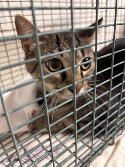 Shelter Stray Female Cat last seen Near York Rd, Knox County GP, TN, 3201 Division St, Knoxville, TN 37919, USA