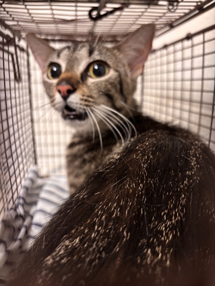 Shelter Stray Female Cat last seen Near York Rd, Knox County GP, TN, 3201 Division St, Knoxville, TN 37919, USA