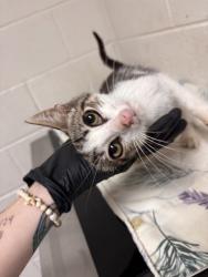 Shelter Stray Male Cat last seen Near Daylily Dr, Knox County GP, TN, 3201 Division St, Knoxville, TN 37919, USA