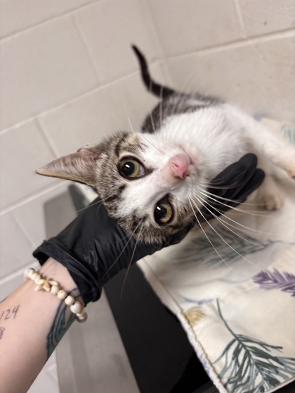 Shelter Stray Male Cat last seen Near Daylily Dr, Knox County GP, TN, 3201 Division St, Knoxville, TN 37919, USA