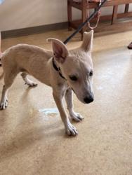 Shelter Stray Male Dog last seen Bluebonnet Dr, Cedar Hill, TX, 1150 E Pleasant Run Rd, Cedar Hill, TX 75104, USA