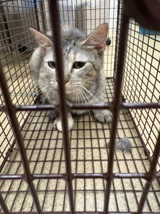 Shelter Stray Female Cat last seen Near Madison Ct, Duncanville, TX, 1150 E Pleasant Run Rd, Cedar Hill, TX 75104, USA