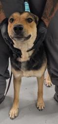 Shelter Stray Female Dog last seen Craig Place (ACO-GG NEEDS TO SPEAK TO OWNER), Rio Communites,, 1209 NM-314, Los Lunas, NM 87031, USA
