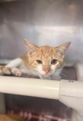 Shelter Stray Male Cat last seen Near Hwy 55, New Bern,, 1639 Old Airport Rd, New Bern, NC 28562, USA