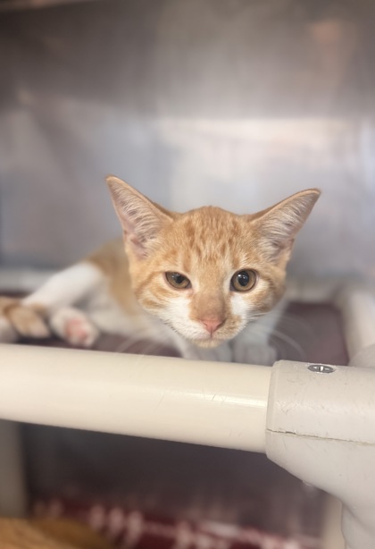 Shelter Stray Male Cat last seen Near Hwy 55, New Bern,, 1639 Old Airport Rd, New Bern, NC 28562, USA