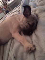 Lost Female Dog last seen Hudson apmts, San Antonio, TX 78216