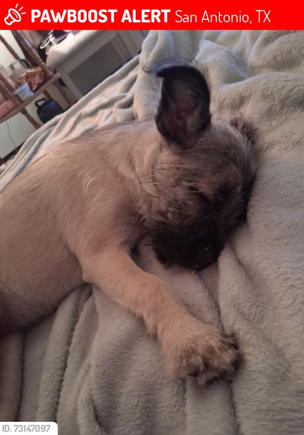 Lost Female Dog last seen Hudson apmts, San Antonio, TX 78216