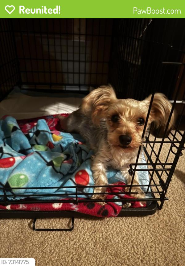 Reunited Female Dog last seen Grissom Woods and Grissom Circle, San Antonio, TX 78251
