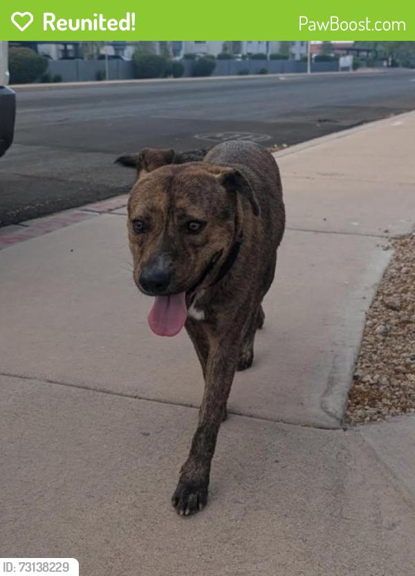 Reunited Unknown Dog last seen Hardy Drive and Guadalupe Road in Tempe, Tempe, AZ 85283