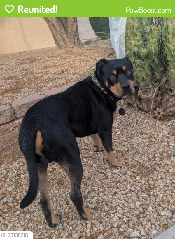 Reunited Unknown Dog last seen Hardy Drive and Guadalupe Rd, Tempe, AZ 85283