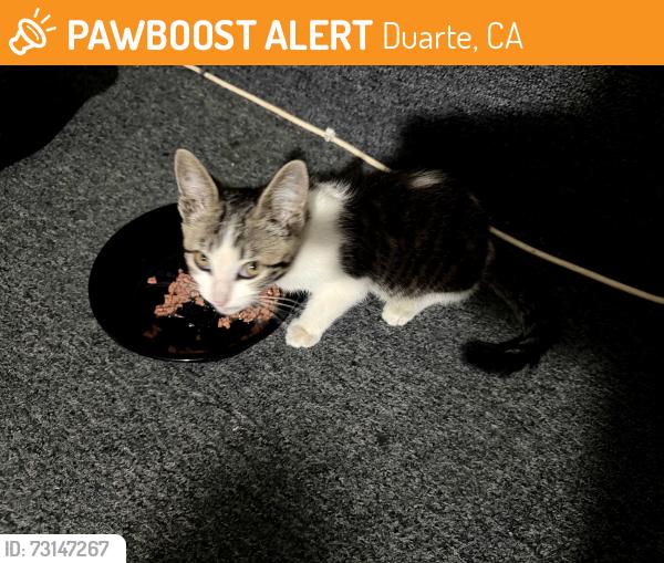 Found/Stray Female Cat last seen Atlin, Duarte, CA 91010