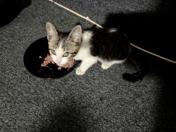 Found/Stray Female Cat last seen Atlin, Duarte, CA 91010