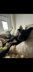 Lost Male Dog last seen Saylor, Atlanta, GA 30315