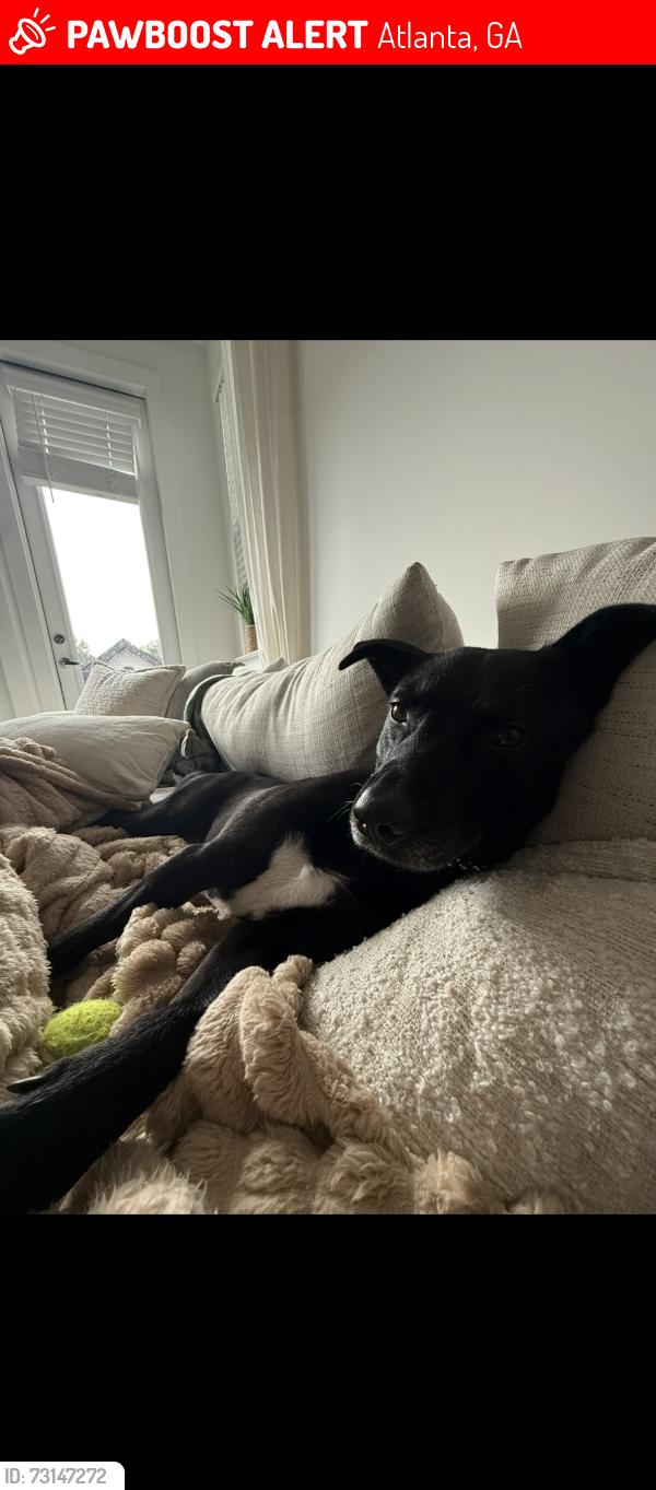 Lost Male Dog last seen Saylor, Atlanta, GA 30315