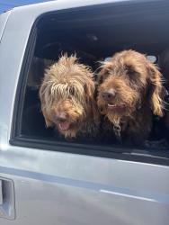 Reunited Unknown Dog last seen Lowell and Richmond Ne, Albuquerque, NM 87107