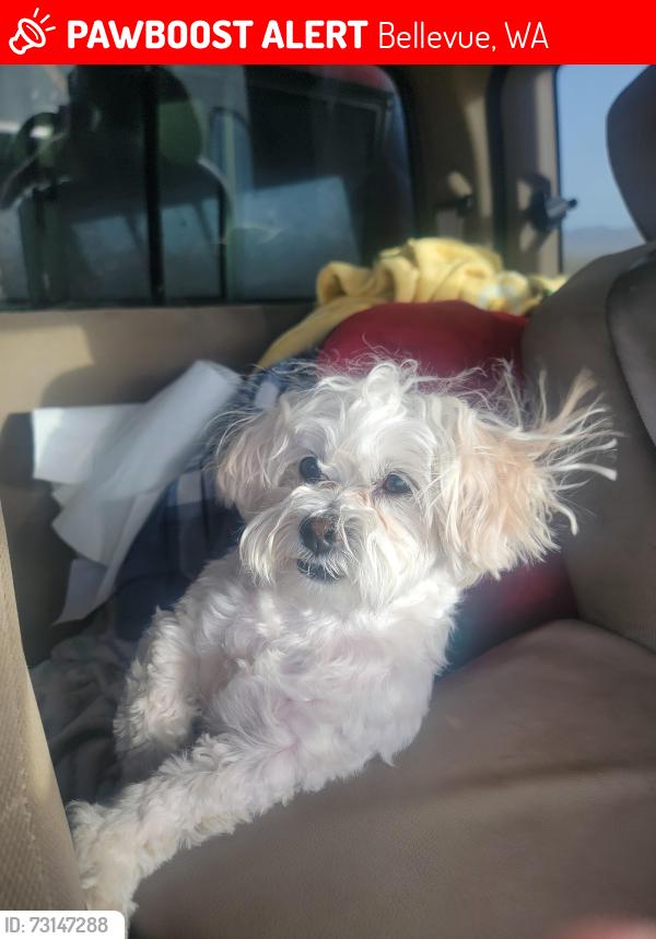 Lost Female Dog last seen Near 162nd LN NE Bellevue WA, Bellevue, WA 98008