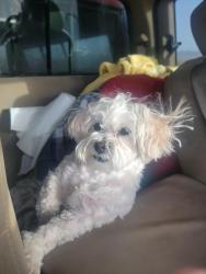 Lost Female Dog last seen Near 162nd LN NE Bellevue WA, Bellevue, WA 98008