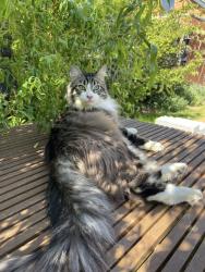 Lost Male Cat last seen Meldreth Road, shepreth, Cambridgeshire, England 