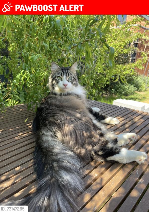 Lost Male Cat last seen Meldreth Road, shepreth, Cambridgeshire, England 