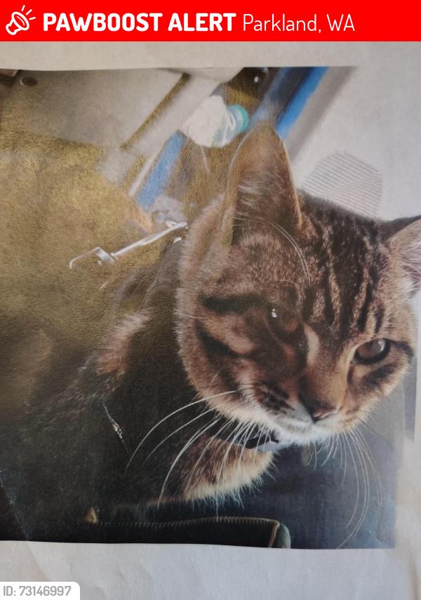 Lost Male Cat last seen 96th and Pacific, Parkland, WA 98444