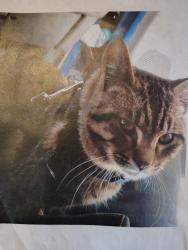 Lost Male Cat last seen 96th and Pacific, Parkland, WA 98444