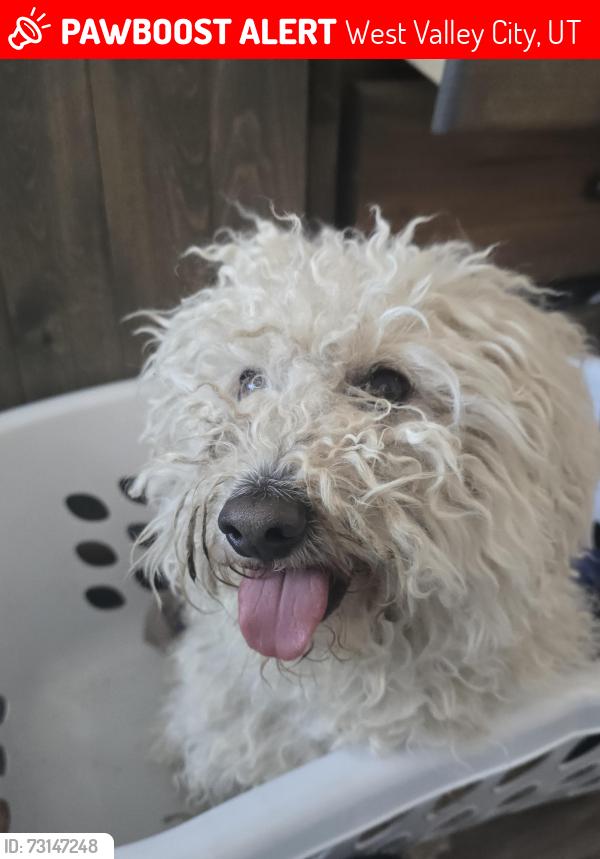 Lost Male Dog last seen Near s carla st utah, West Valley City, UT 84120