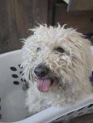 Lost Male Dog last seen Near s carla st utah, West Valley City, UT 84120