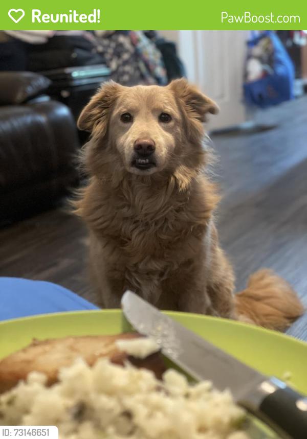 Reunited Female Dog last seen Academy, Fort Worth, TX 76108