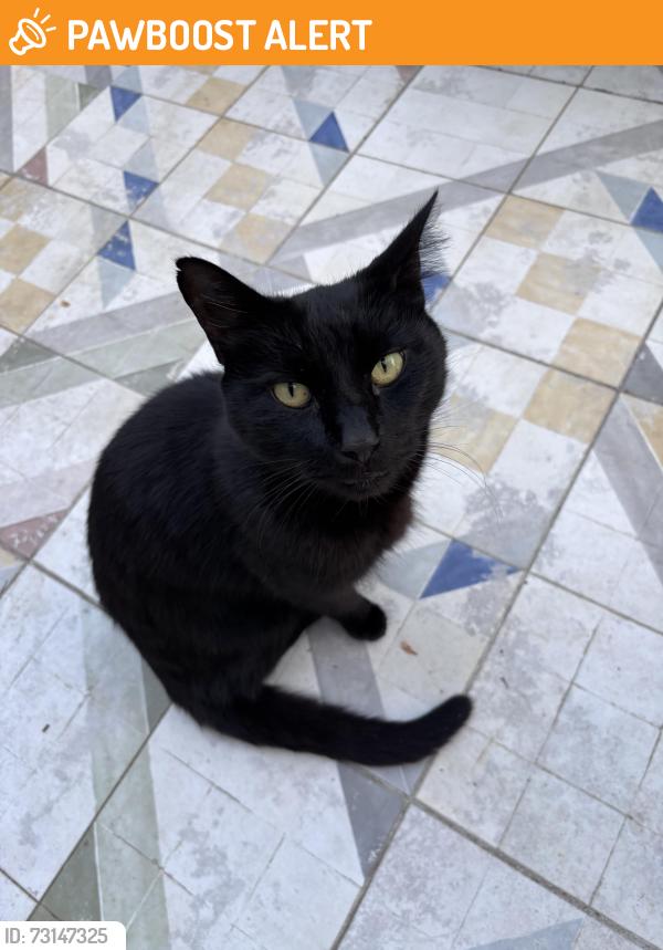 Found/Stray Female Cat last seen Hancock Road, London SE19, Greater London, England 