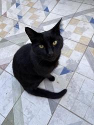 Found/Stray Female Cat last seen Hancock Road, London SE19, Greater London, England 