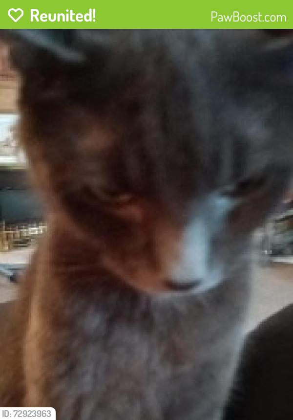 Reunited Male Cat last seen Bude road, Kingston upon Hull, England HU7 4QG