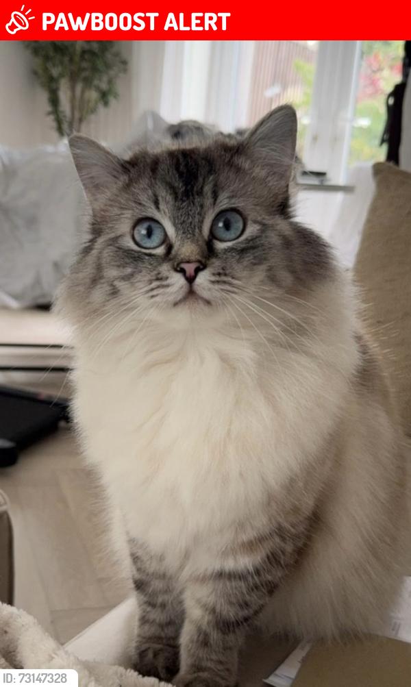 Lost Female Cat last seen Browning street, Greater Manchester, England OL1 4NF