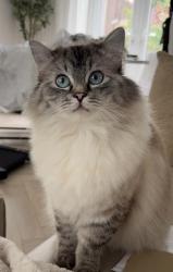 Lost Female Cat last seen Browning street, Greater Manchester, England OL1 4NF