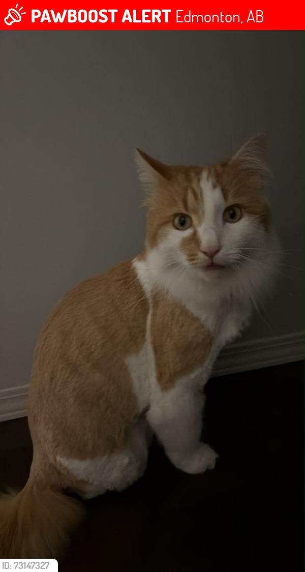 Lost Male Cat last seen Near Street NW & 167B Avenue NW,, Edmonton, AB T5Z