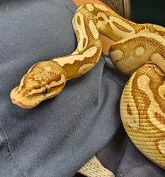 Shelter Stray Male Reptile last seen Timber Creek Lane, RALEIGH, NC, 27612, 820 Beacon Lake Dr, Raleigh, NC 27610, USA