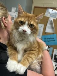 Shelter Stray Male Cat last seen Near Lisa Square, VIRGINIA BEACH, VA, 23454, 341 S Birdneck Rd, Virginia Beach, VA 23451, USA