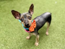 Shelter Stray Male Dog last seen 151st + Riverside/ Park Area, NEW YORK, NY, 10031, 326 E 110th St, New York, NY 10029, USA