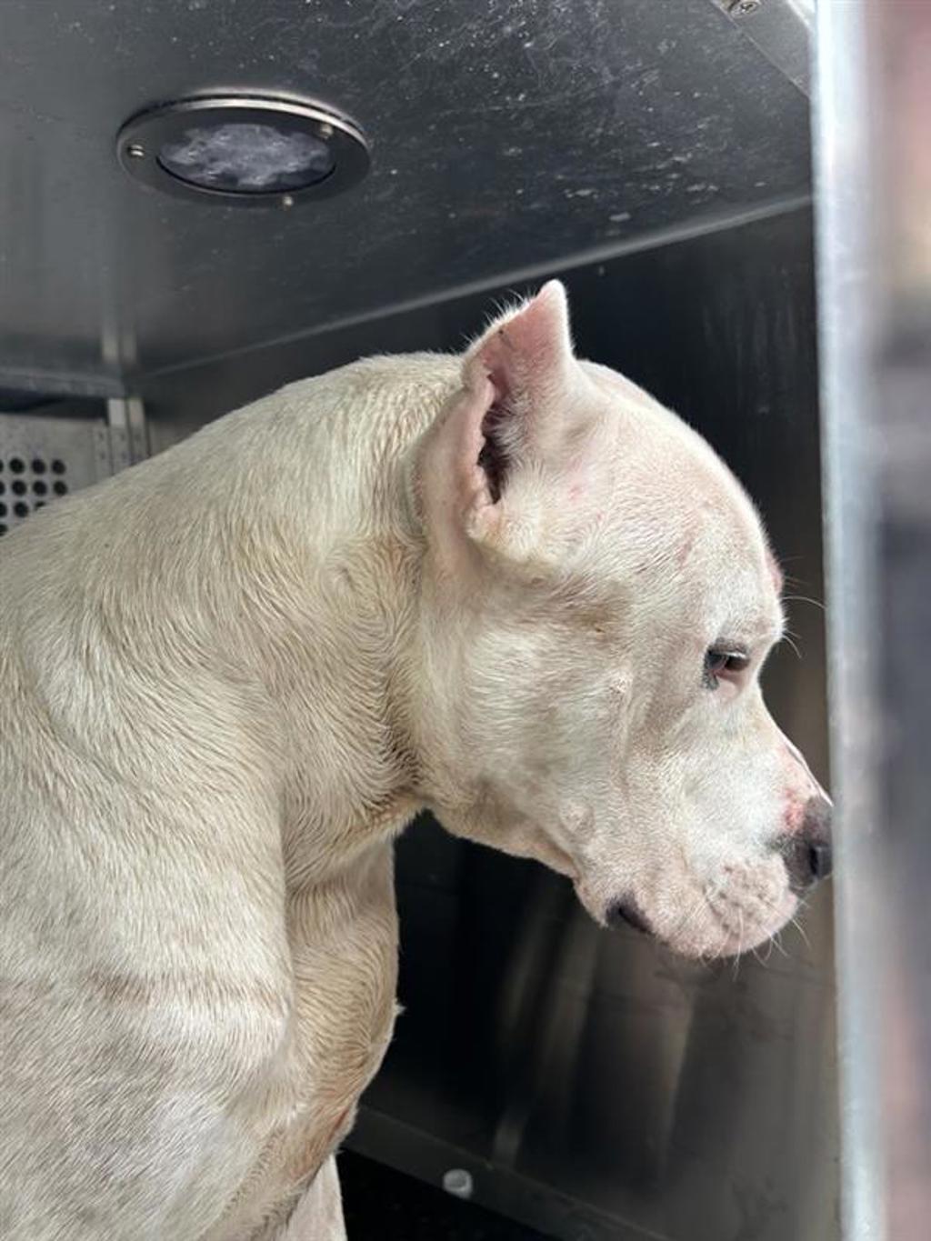 Shelter Stray Male Dog last seen TX, 7201 Levander Loop bldg a, Austin, TX 78702, USA