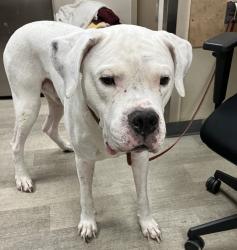 Shelter Stray Male Dog last seen Near Doriana Street, San Diego, CA, 92139, 5500 Gaines St, San Diego, CA 92110, USA